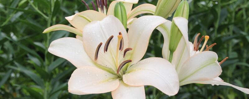 代表友情的花 代表友情的花语