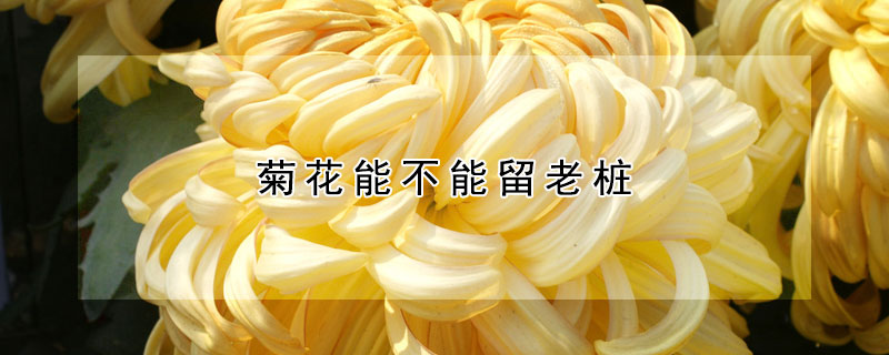 菊花能不能留老桩 菊花老桩要不要淘汰