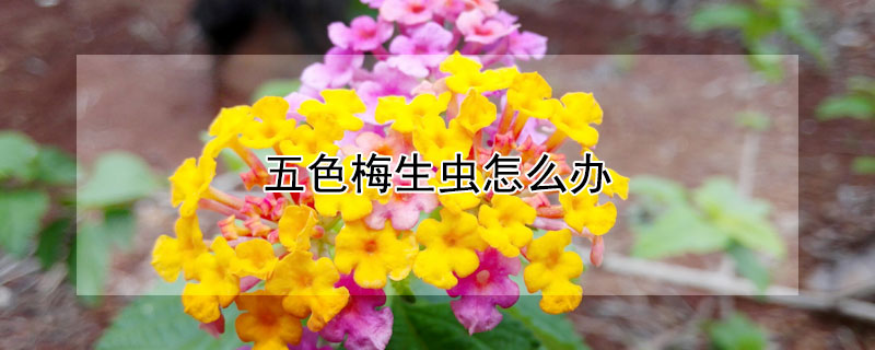 五色梅生虫怎么办 五色梅的病虫防治