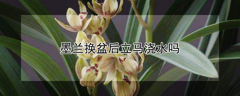 墨兰换盆后立马浇水吗 墨兰换盆后立马浇水吗养护注意事项