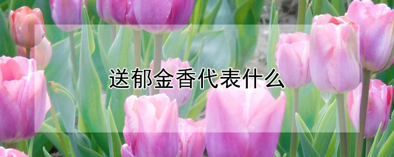 送郁金香代表什么 送郁金香代表什么意思白色