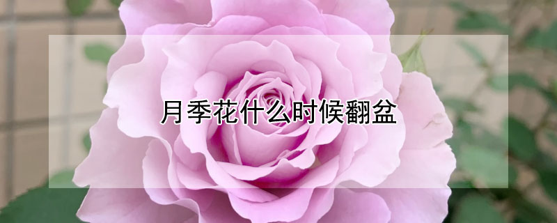 月季花什么时候翻盆（月季花几月份换盆）