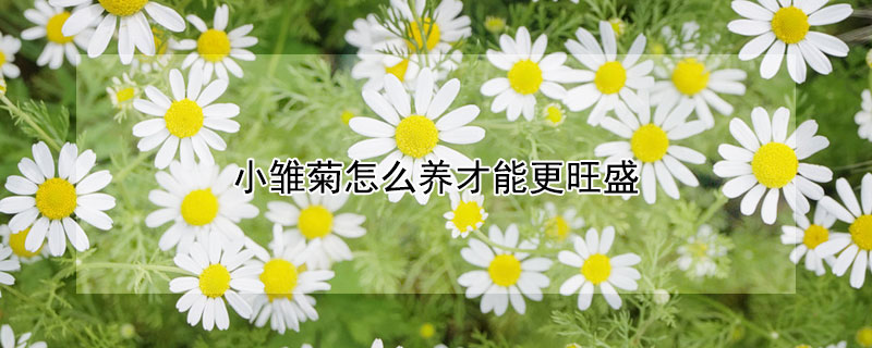 小雏菊怎么养才能更旺盛（小菊花怎么养才能更旺盛）