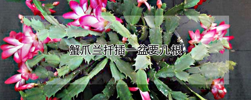 蟹爪兰扦插一盆要几根(扦插蟹爪兰一盆插几棵)