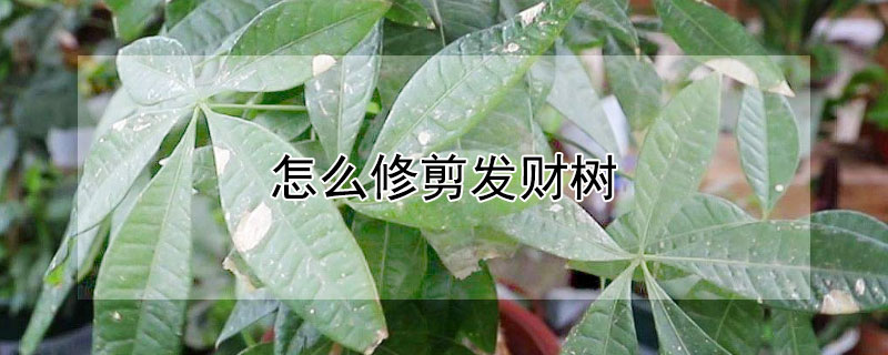 怎么修剪发财树(怎么修剪发财树盆栽)