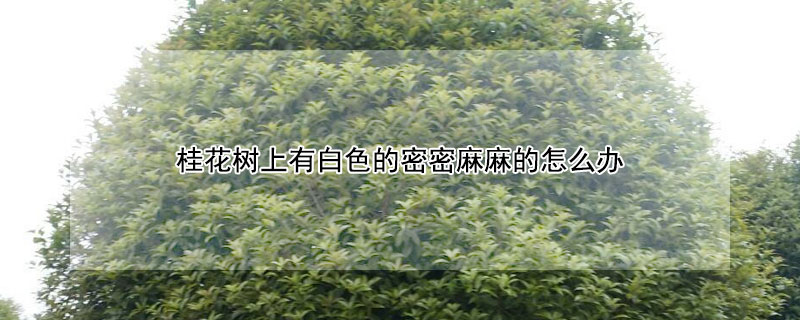 桂花树上有白色的密密麻麻的怎么办（桂花树上长白色的东西怎么办）