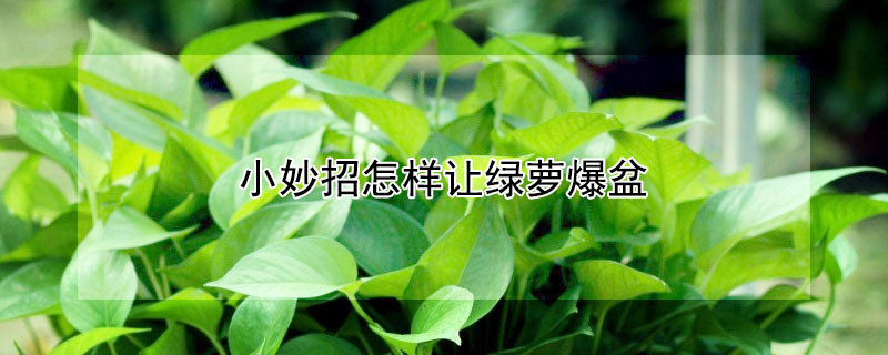 小妙招怎样让绿萝爆盆(如何让绿萝爆盆?只需学会这一招)