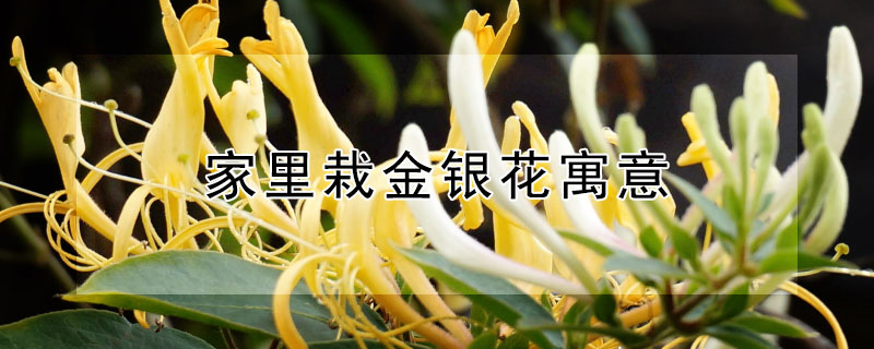 家里栽金银花寓意(家里栽金银花与风水)