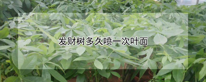 发财树多久喷一次叶面(发财树多久喷一次叶面肥)