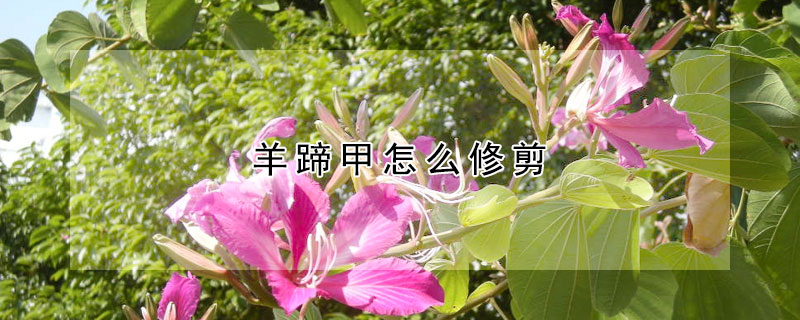 羊蹄甲怎么修剪(羊蹄甲怎样修剪)