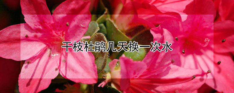 干枝杜鹃几天换一次水（干枝杜鹃需要换水吗）