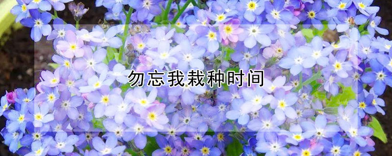 勿忘我栽种时间（勿忘我花几月份种植）