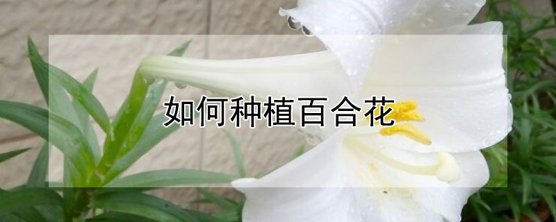如何种植百合花(如何种植百合花球)