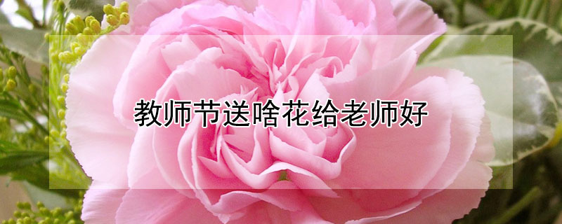 教师节送啥花给老师好（教师节该送老师什么花好）