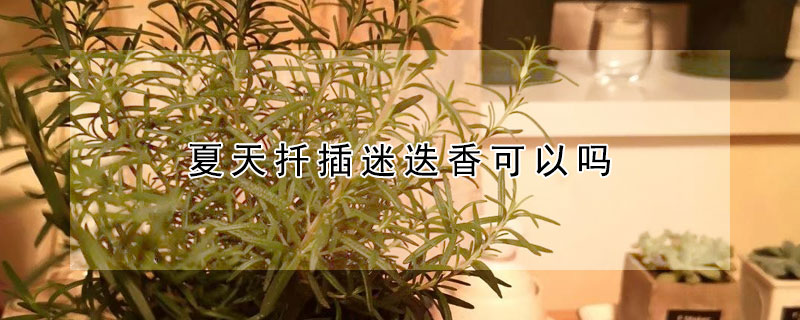 夏天扦插迷迭香可以吗 迷迭香夏季可以扦插吗