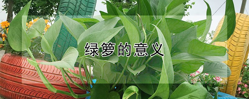 绿箩的意义 绿箩的意义是什么