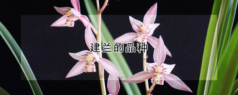 建兰的品种 建兰的品种及图片