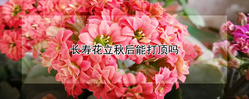 长寿花立秋后能打顶吗（立冬后长寿花能打顶）