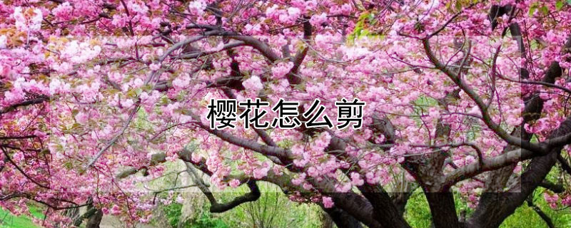 樱花怎么剪(剪纸樱花怎么剪)