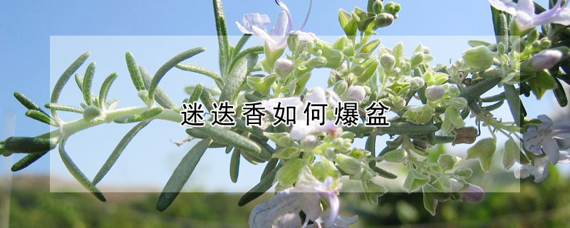 迷迭香如何爆盆（怎样让迷迭香满盆）
