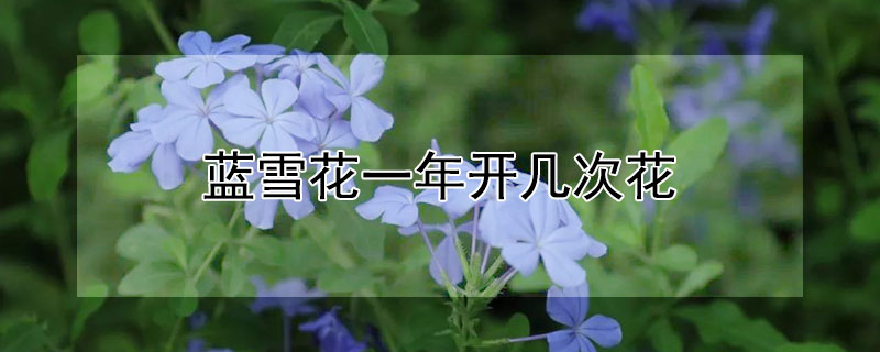 蓝雪花一年开几次花 蓝雪花花期长吗