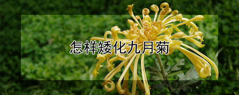 怎样矮化九月菊 九月菊怎样修剪才能控制高度