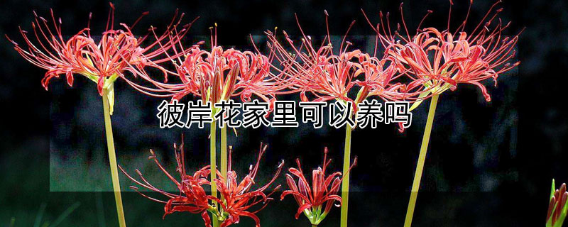 彼岸花家里可以养吗（彼岸花不能养在家里吗）