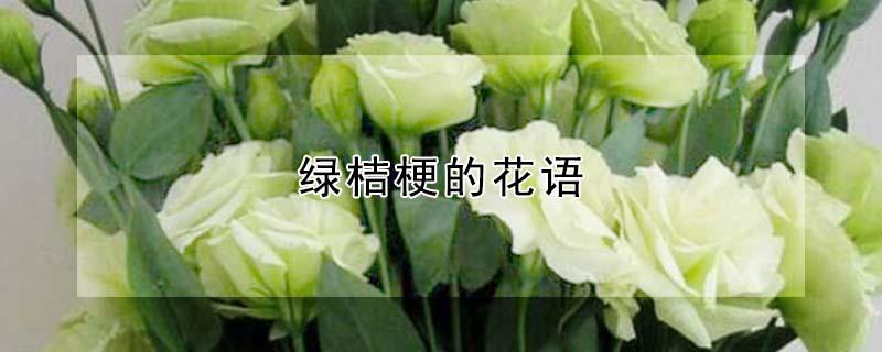 绿桔梗的花语（绿色桔梗花的花语是什么意思）