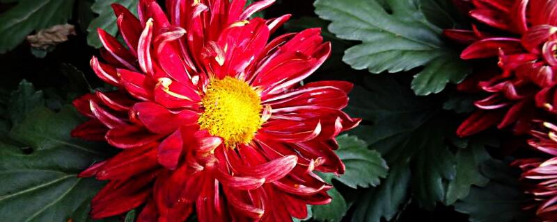 红菊花有什么意思(菊花红是什么意思)