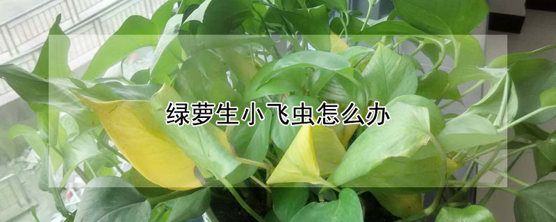 绿萝生小飞虫怎么办（绿萝出小飞虫子怎么办呀）
