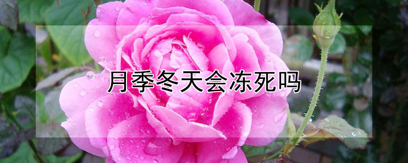 月季冬天会冻死吗 月季冬天怕冻吗