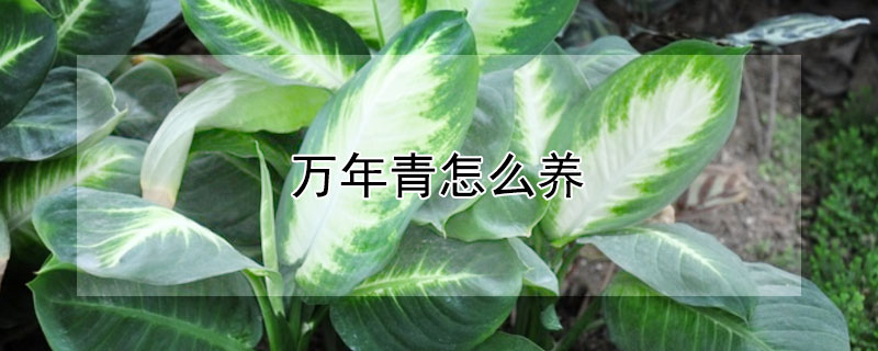 万年青怎么养 万年青怎么养才能更旺盛