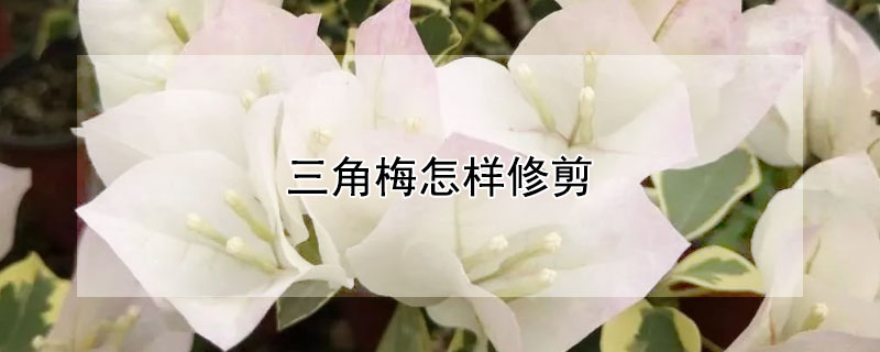 三角梅怎样修剪（三角梅怎样修剪开花多）