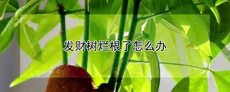 发财树烂根了怎么办（发财树烂根了怎么办?救治方法如下视频）