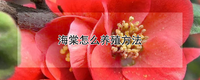海棠怎么养殖方法 海棠怎样养殖