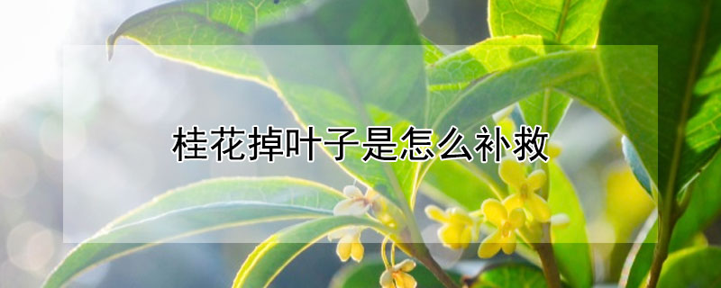 桂花掉叶子是怎么补救（桂花落叶子怎么补救）