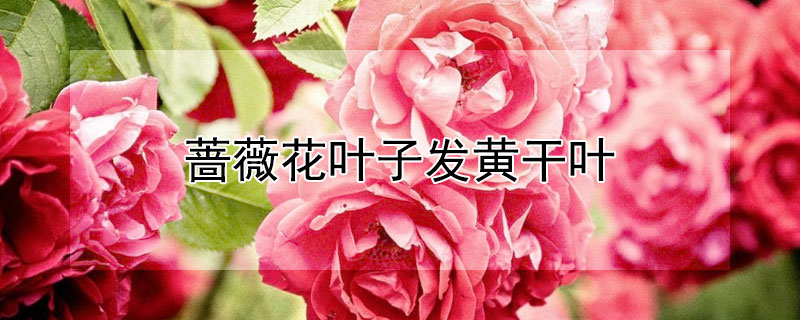 蔷薇花叶子发黄干叶（蔷薇干叶发黄是怎么回事）