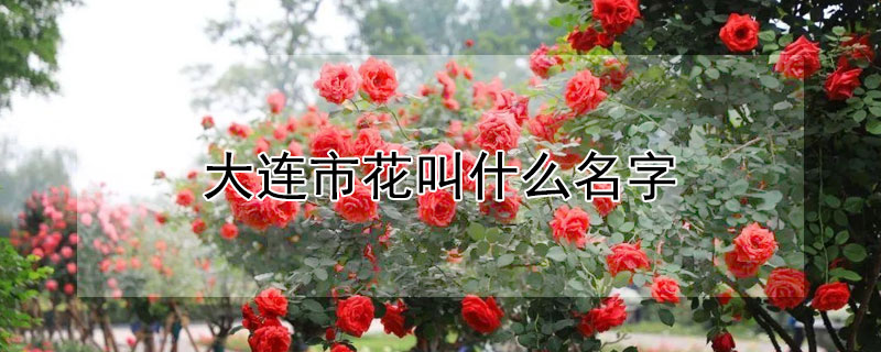 大连市花叫什么名字（大连的市花是哪种花）