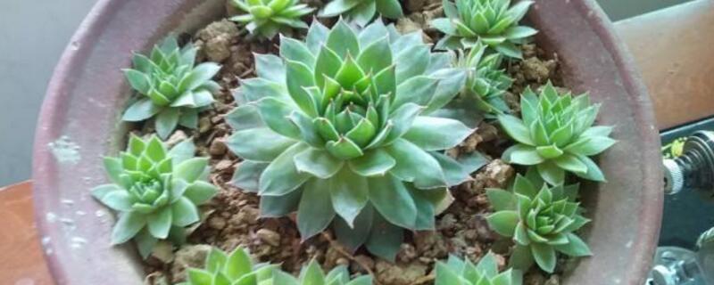 观音莲花语（观音莲花语寓意）