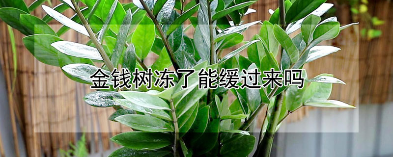 金钱树冻了能缓过来吗（金钱树冻了怎么办）