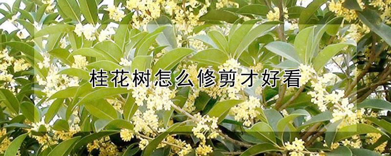 桂花树怎么修剪才好看 桂花树怎么修剪才好看视频