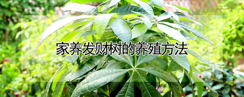家养发财树的养殖方法（养殖发财树的诀窍）