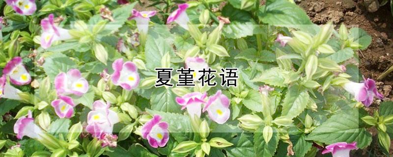 夏堇花语 夏堇花花语
