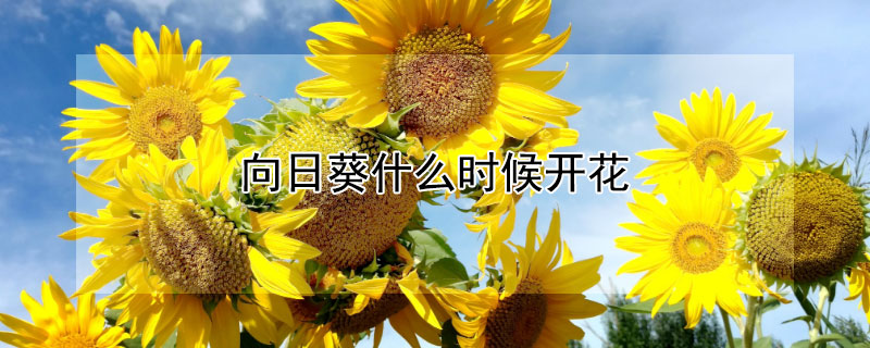 向日葵什么时候开花（向日葵什么时候开花的,大概几点）