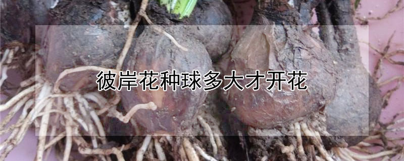 彼岸花种球多大才开花 彼岸花球多大能开花