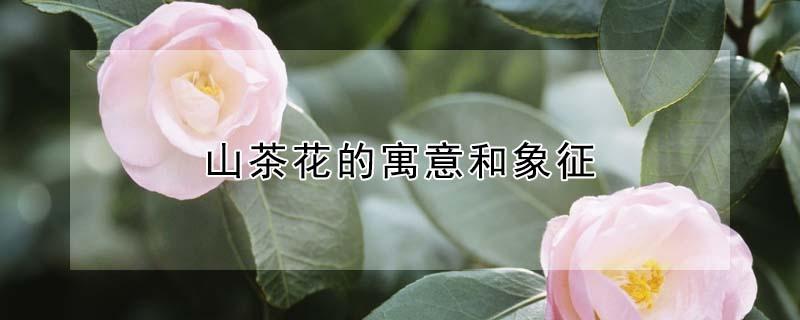 山茶花的寓意和象征（山茶花的象征意义以及花的花语）