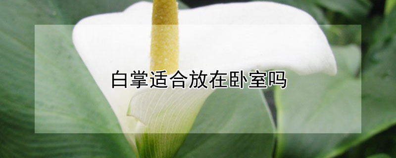 白掌适合放在卧室吗（白掌放在卧室里好吗有什么讲究吗）