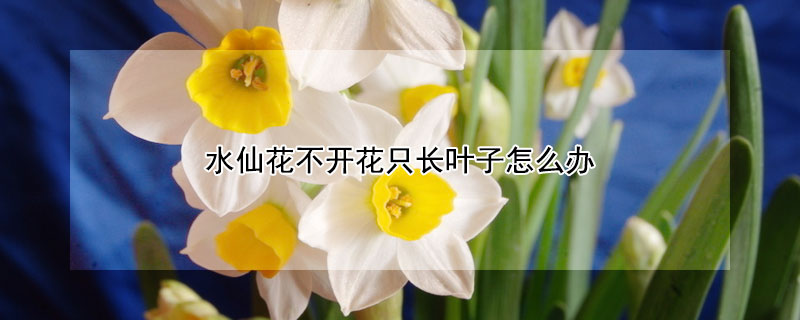 水仙花不开花只长叶子怎么办(水仙为什么只长叶子不开花怎么办)