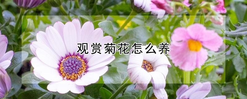 观赏菊花怎么养（菊花怎样养）