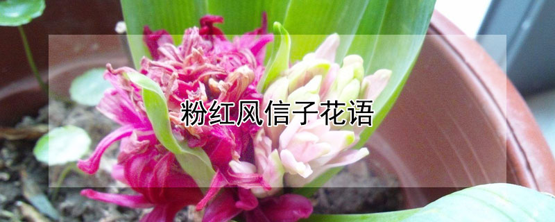 粉红风信子花语（玫红色风信子花语）